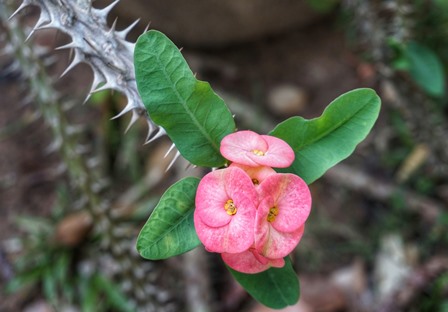 euphorbia